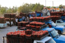 رشد ۱۵۸ درصدی صادرات گوجه فرنگی از گمرکات استان کرمانشاه طی امسال