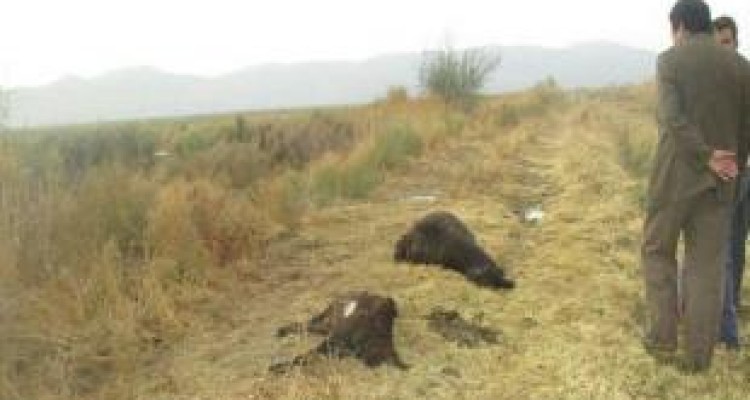 62 راس دام تلف شده بر اثر صاعقه توسط دامپزشکی دفن بهداشتی شدند