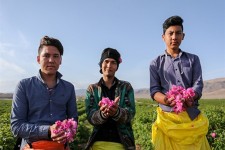 گلاب گیری در قمصر کاشان/ تصاویر