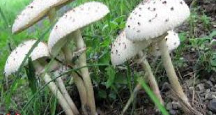 آمار مسمومان مصرف قارچ سمی در کرمانشاه به ۲۱۰ نفر رسید /اعلام ۵ فوتی