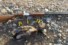 دستگیری شکارچیان غیرمجاز پرنده در دالاهو