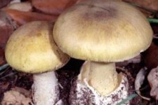 ردپای "چتری‌های کشنده" در قارچ‌های پرورشی / شروع یک معمای تازه!