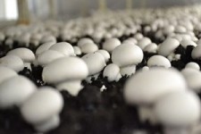 قارچ های مرگباری که صنعت تولید قارچ کشور را زمین‌گیر کردند +فیلم