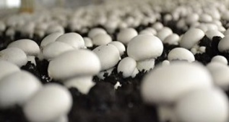 قارچ های مرگباری که صنعت تولید قارچ کشور را زمین‌گیر کردند +فیلم