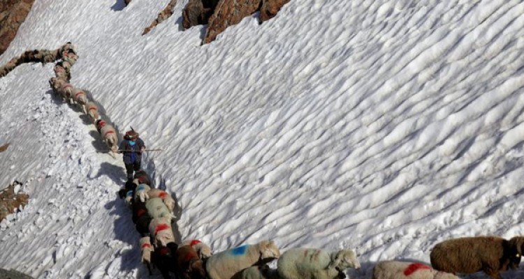 چوپان و گوسفندان در گذرگاه آلپ/ تصاویر