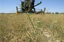 کشاورزان اسلام آبادی بیشترین تولید کلزا در سطح استان داشته اند/ برداشت بیش از 2000 تن کلزا در شهرستان