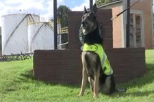 سگی که قاچاقچیان برای سرش جایزه گذاشته‌اند! + فیلم 