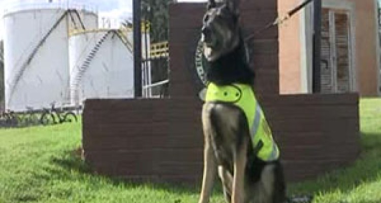 سگی که قاچاقچیان برای سرش جایزه گذاشته‌اند! + فیلم 