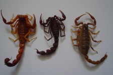 گونه‌های نادر عقرب؛ قربانی نیش سوداگری + صوت