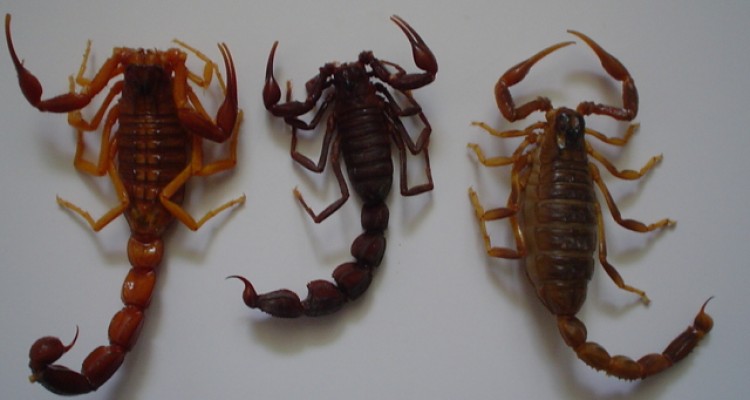 گونه‌های نادر عقرب؛ قربانی نیش سوداگری + صوت