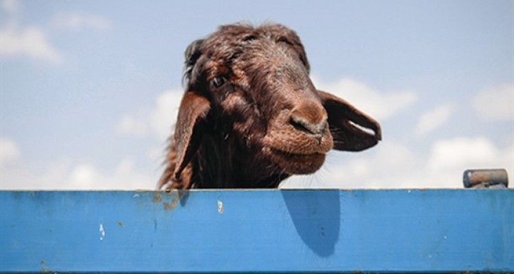 بازار دام در آستانه عید قربان/ تصاویر