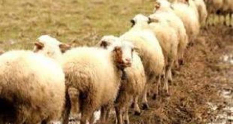 «قاچاق» دام در لوای کوچ «عشایر» / چراغ خاموش قاچاقچیان دام در مرزهای غربی