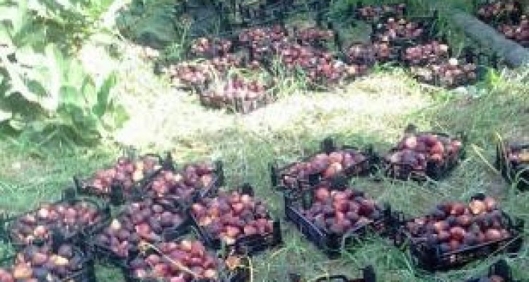 پیش بینی برداشت ۶۰۰۰ تن انجیر در کرمانشاه