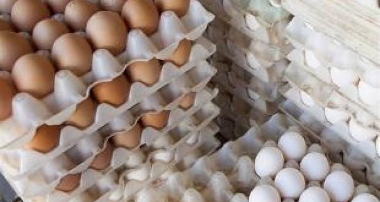 امحای تخم‌مرغ‌های تاریخ مصرف گذشته در کرمانشاه