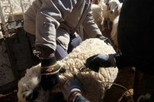 واکسیناسیون بیش از200 هزار راس دام علیه بیماری تب برفکی در شهرستان اسلام آبادغرب