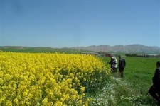 كنترل عوامل خسارتزای كلزا در شهرستان اسلام آبادغرب