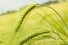 هشدار به کشاورزان اسلام آبادغرب برای مبارزه با "زنگ زرد" گندم و جو