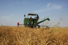 پیش بینی برداشت 80 هزار تن گندم و 4500 تن کلزا از مزارع شهرستان اسلام آباد غرب