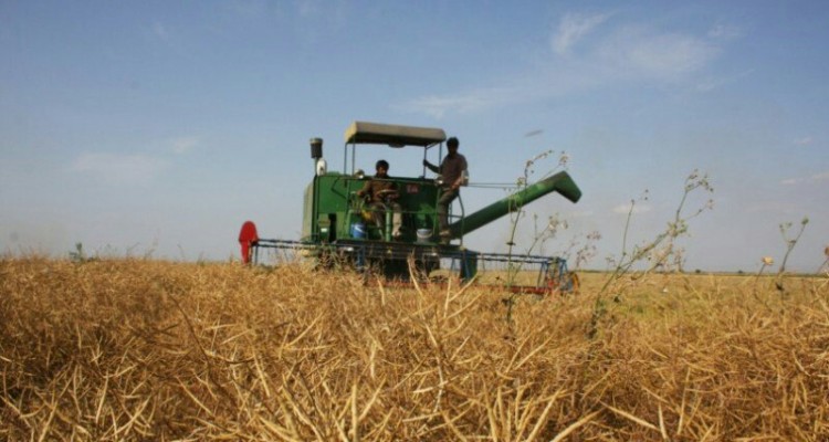 پیش بینی برداشت 80 هزار تن گندم و 4500 تن کلزا از مزارع شهرستان اسلام آباد غرب