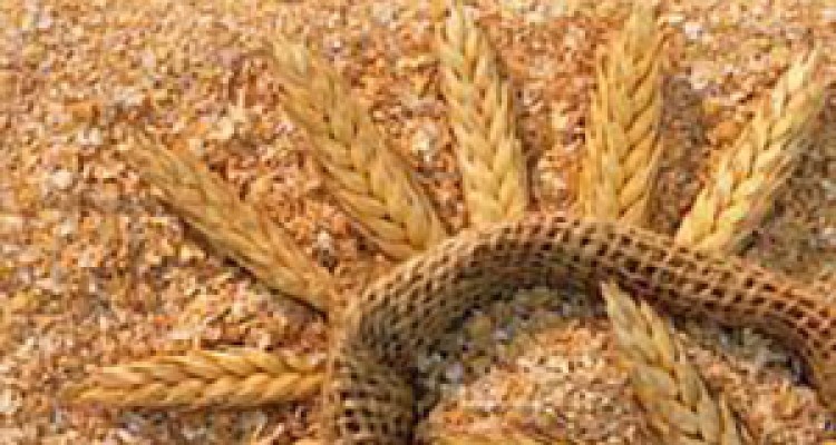 ریختن آب به آسیاب گرانی کارخانه‌های آرد + صوت 