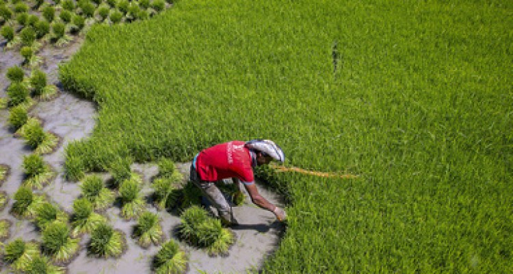  نشاء برنج در لردگان