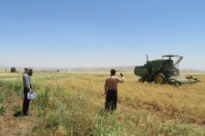 رشد دو برابری سطح زیر کشت نخود پائیزه در اسلام آبادغرب/تأکید برشخم زدن بلافاصله زمین بعد از برداشت کلزا 