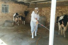 سمپاشی ۱۶ هزار متر مربع جایگاه دام در مبارزه با تب کریمه کنگو در شهرستان اسلام آبادغرب