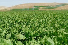 جشن برداشت چغندرقند در اسلام آبادغرب برگزار می شود/اجرای7 هزار هکتار سیستم آبیاری تحت فشار درشهرستان