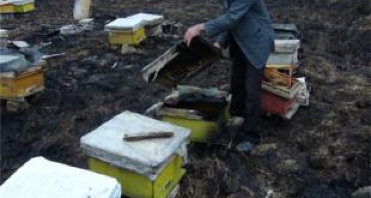 ۷۸۰ کندو در کوزران طعمه حریق شد