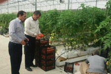 توسعه کشت گلخانه ای گامی در راستای تحقق اقتصاد مقاومتی در اسلام آبادغرب