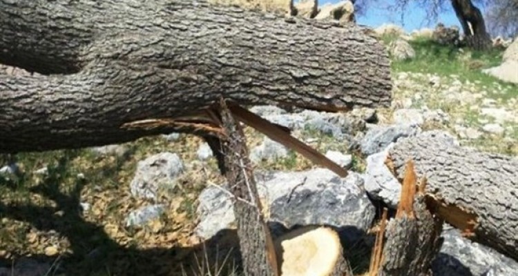 تیغ تبر بر پیکر جنگل‌های بلوط