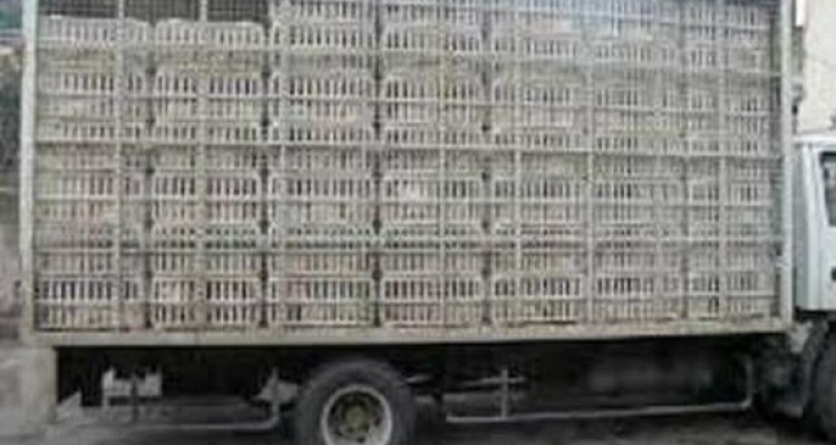 کشف بیش از ۷ تن مرغ قاچاق در اسلام آبادغرب توسط گشت های بازرسی بسیج