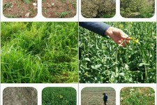 خسارت بیش از ۳۷ میلیارد ریالی تگرگ به زیر بخش کشاورزی اسلام آبادغرب/خسارت ۴ هزار هکتار از مزارع  شهرستان