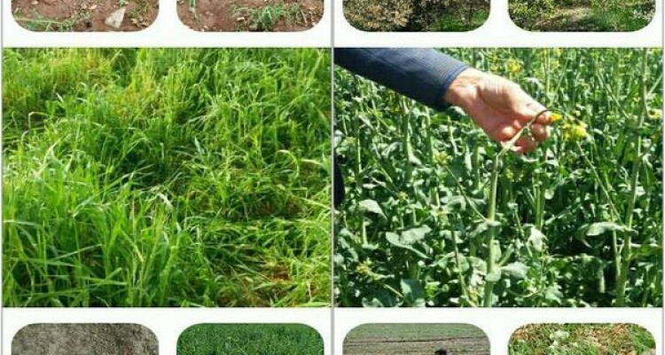 خسارت بیش از ۳۷ میلیارد ریالی تگرگ به زیر بخش کشاورزی اسلام آبادغرب/خسارت ۴ هزار هکتار از مزارع  شهرستان