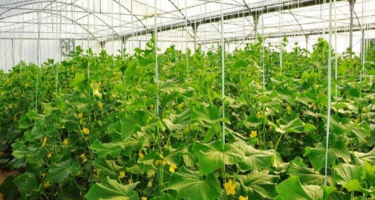 توسعه گلخانه ها از یکی از راهکارهای رفع مشکل خشکسالی در اسلام آبادغرب