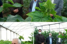 احداث گلخانه یکی از عوامل پویایی اقتصاد در شهرستان اسلام آبادغرب