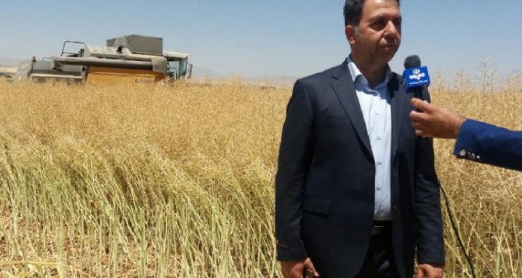  پیش بینی برداشت بیش از هزار تن کلزا از  مزارع اسلام آبادغرب