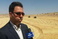 پیش‌بینی برداشت بیش از ۷۵ هزار تن گندم از مزارع اسلام آبادغرب/فعالیت ۱۷۰ دستگاه کمباین در شهرستان 