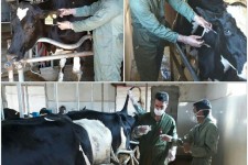  انجام ‌تست ‌سل‌ و بروسلوز‌ گاوداریهای‌ شیری‌ توسط اداره دامپزشکی شهرستان‌‌اسلام‌آبادغرب