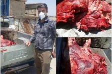 کشف ‌و ضبط‌ ۱۴۰‌ کیلوگرم‌ گوشت ‌‌قرمز‌ غیر ‌بهداشتی‌‌ در شهرستان‌ اسلام‌‌ آباد غرب