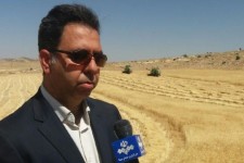 خرید تضمینی ۶۲ هزار تن گندم از کشاورزان شهرستان اسلام آبادغرب تا کنون