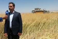 خرید تضمینی بیش ۹۰۰ تن  دانه روغنی کلزا در شهرستان اسلام آبادغرب