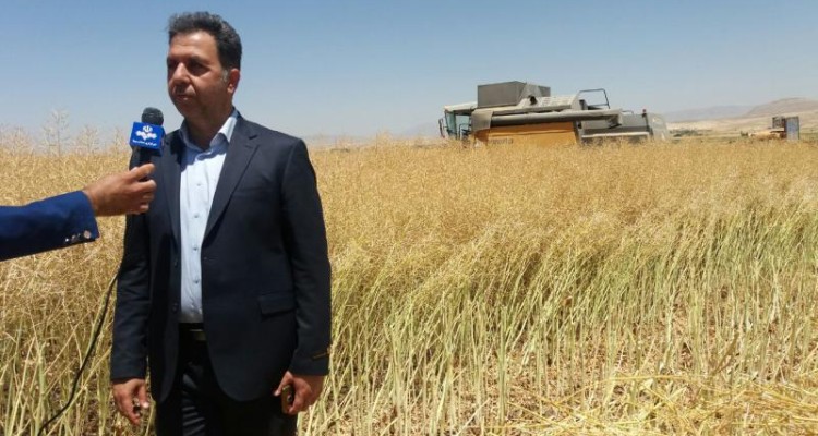 خرید تضمینی بیش ۹۰۰ تن  دانه روغنی کلزا در شهرستان اسلام آبادغرب