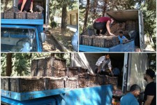 ‍ ‍ ‍توزیع ۱۱تن پیاز زعفران بصورت رایگان بین کشاورزان اسلام آبادغرب