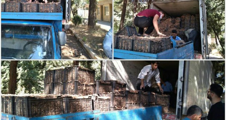 ‍ ‍ ‍توزیع ۱۱تن پیاز زعفران بصورت رایگان بین کشاورزان اسلام آبادغرب