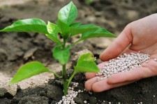 صنعت کشاورزی اسلام آبادغرب از گرانی کود سیاه، سیاه پوش شد!