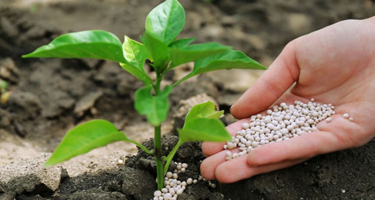 صنعت کشاورزی اسلام آبادغرب از گرانی کود سیاه، سیاه پوش شد!