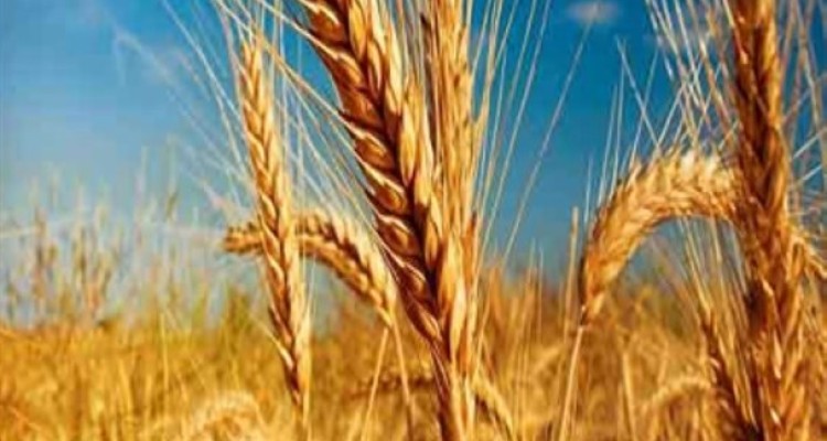 پشت پرده تعیین نرخ پایین برای خرید تضمینی گندم/ هزینه واردات گندم بیشتر است یا تولید آن؟