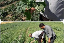 لزوم مبارزه با آفات و علف های هرز مزارع کلزا  در شهرستان اسلام آبادغرب