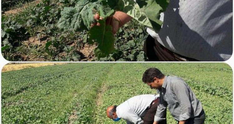 لزوم مبارزه با آفات و علف های هرز مزارع کلزا  در شهرستان اسلام آبادغرب